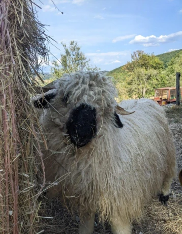 wallisersky-blacknose-barancek-big-0