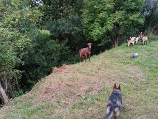 koza