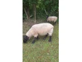 suffolk-21-small-0