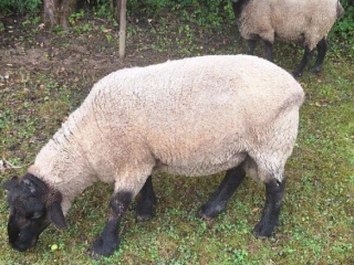 suffolk-21