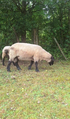 suffolk-21-big-3