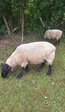 suffolk-21-big-0