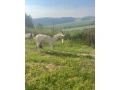 slovenska-strakata-koza-small-0
