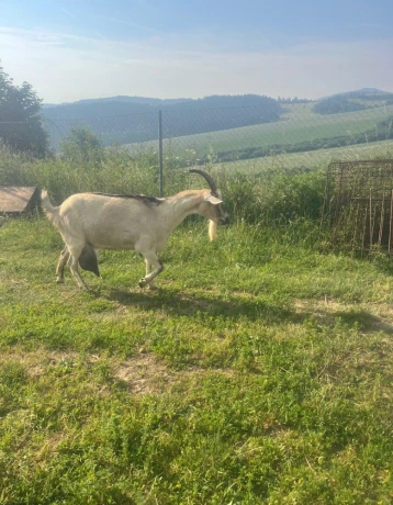 slovenska-strakata-koza-big-0