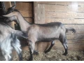 predam-kozicku-small-0