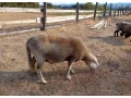 predam-dvojrocneho-barana-plemeno-lacon-small-0