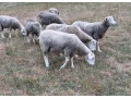 predam-ovce-ilde-franc-small-0