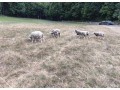 predam-ovce-ilde-franc-small-2