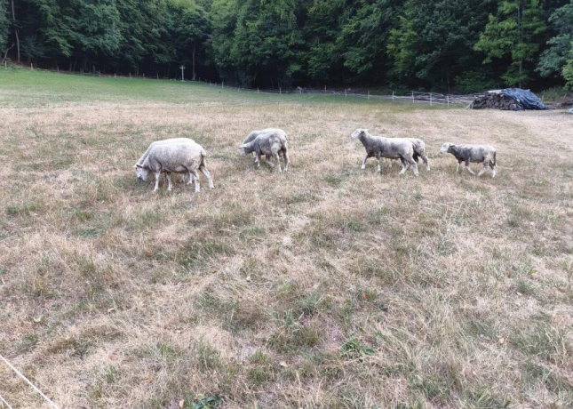 predam-ovce-ilde-franc-big-2