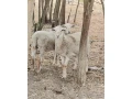predam-jahnata-small-0