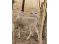 predam-jahnata-small-2