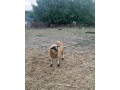 predam-baranceka-small-0