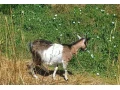 predam-kozi-small-0