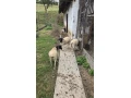 predam-dorper-cistokrvne-small-0