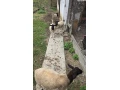 predam-dorper-cistokrvne-small-1