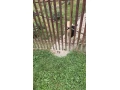 predam-dorper-cistokrvne-small-2