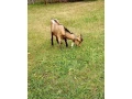 predam-small-1