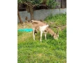 predam-small-3