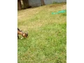 predam-small-4