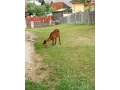 predam-small-2