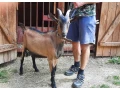 predam-capka-small-0