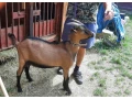 predam-capka-small-1