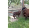 quessant-barancek-predam-small-2