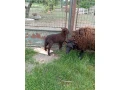 quessant-barancek-predam-small-1