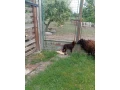 quessant-barancek-predam-small-0