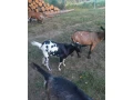 capko-small-0