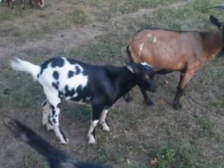 capko