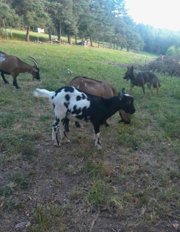 capko-big-3