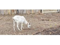 koza-small-1