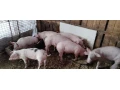 predam-odstavcata-small-2