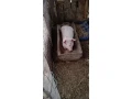 predam-odstavcata-small-0