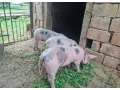 na-predaj-pietrain-prasiatka-small-1