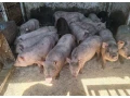 elado-vietnami-malacok-small-2