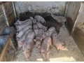 elado-vietnami-malacok-small-0