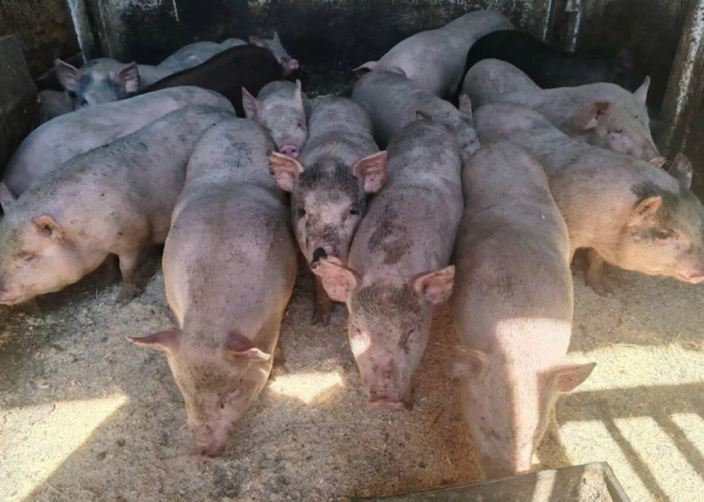 elado-vietnami-malacok-big-1