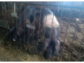 presticka-prasnicka-small-0