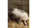 predam-kancek-small-1