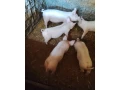predam-prasiatko-small-2