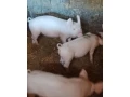 predam-prasiatko-small-0