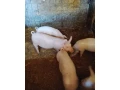 predam-prasiatko-small-1