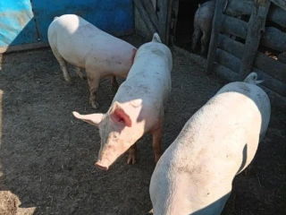 napredaj-prasata