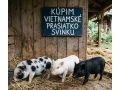 odstavcasvinasvinkaprasiatko-small-0