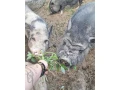 predam-chovne-miniprasce-small-0