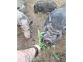 predam-chovne-miniprasce-small-1