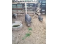 predam-chovne-miniprasce-small-3