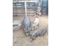 predam-chovne-miniprasce-small-2